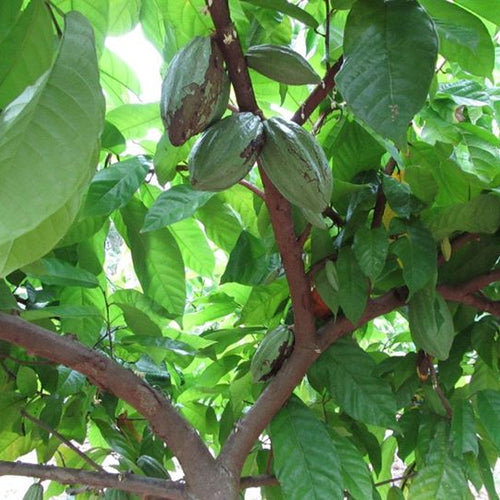 LEARN:  Cacao & Cocoa
